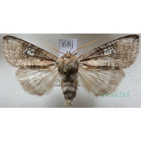 Tethea ocularis (Linnaeus, 1767) Falica oczenica Czech68j